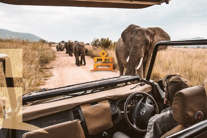 3-Hour Private Game Drive in Pilanesberg National Park - Photo 1 of 15